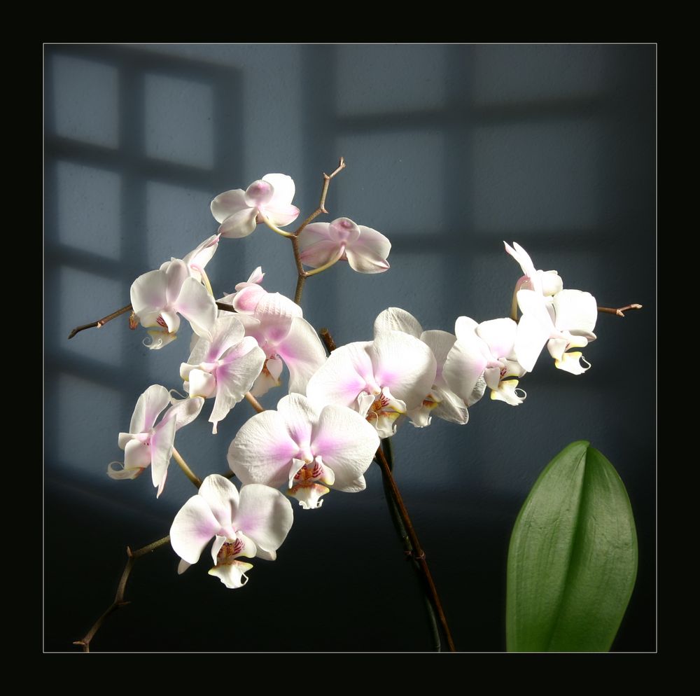 Orchidee von Waltraud Fuchs 