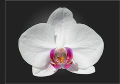 Orchidee