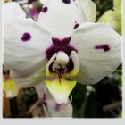 Orchidee ...