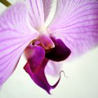 Orchidee