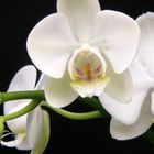 Orchidee