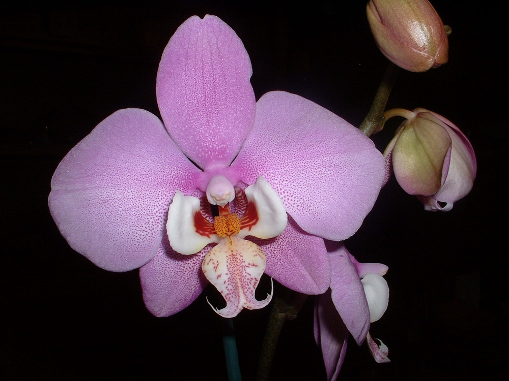 Orchidee