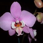 Orchidee