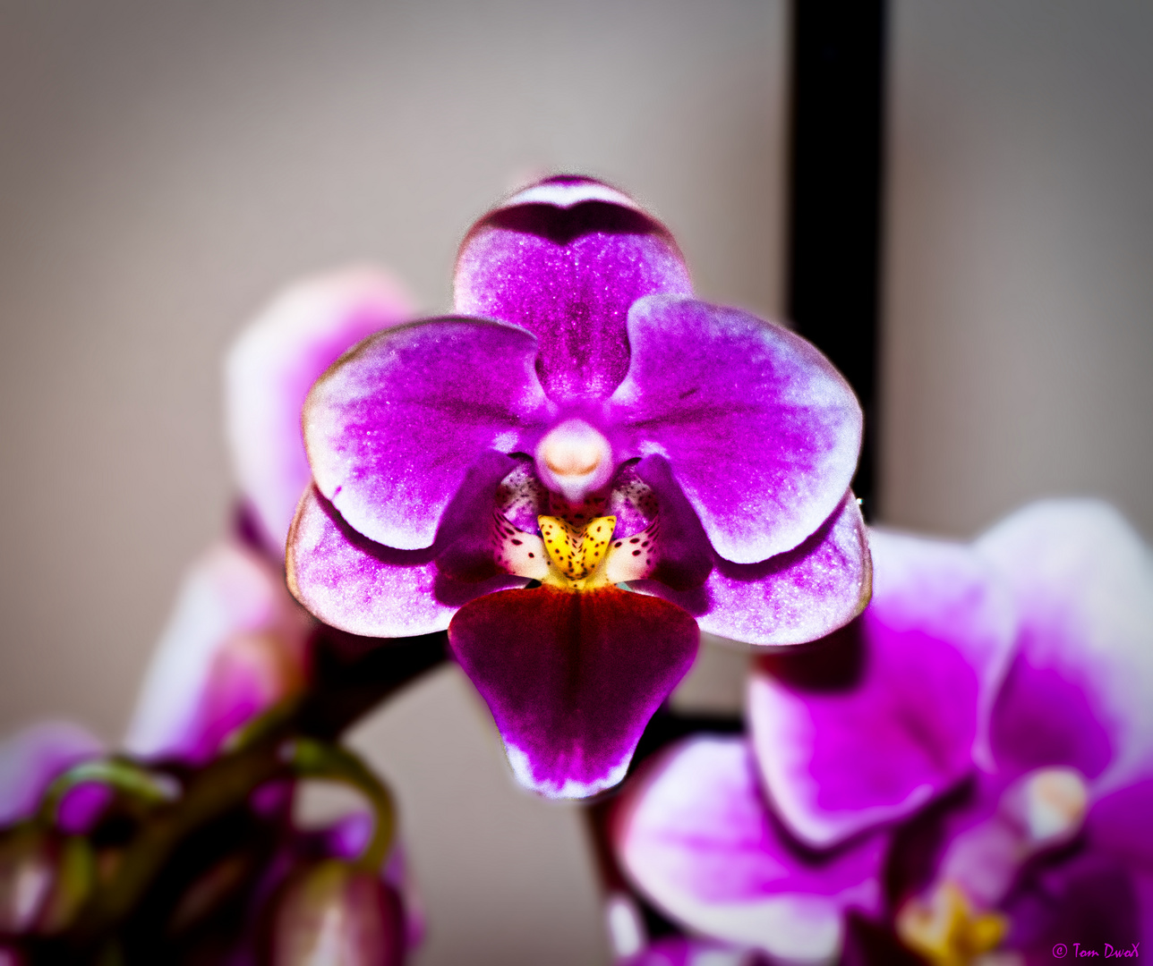 Orchidee