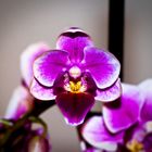 Orchidee