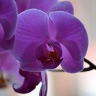 Orchidee