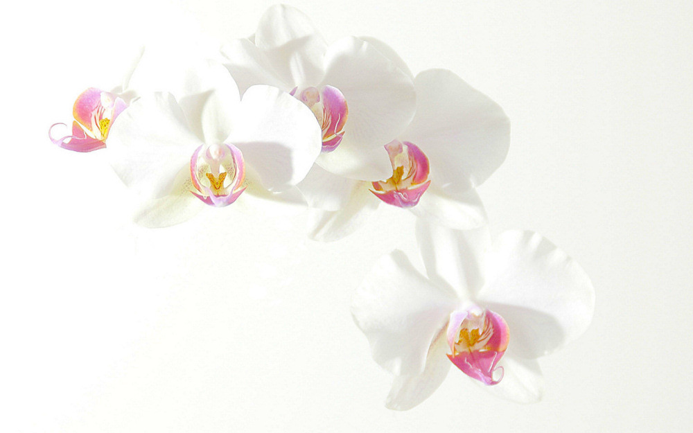 Orchidee