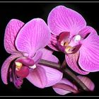 Orchidee