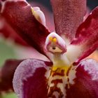 Orchidee Cambia Macro 2020-12-15