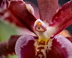 Orchidee Cambia Macro 2020-12-15