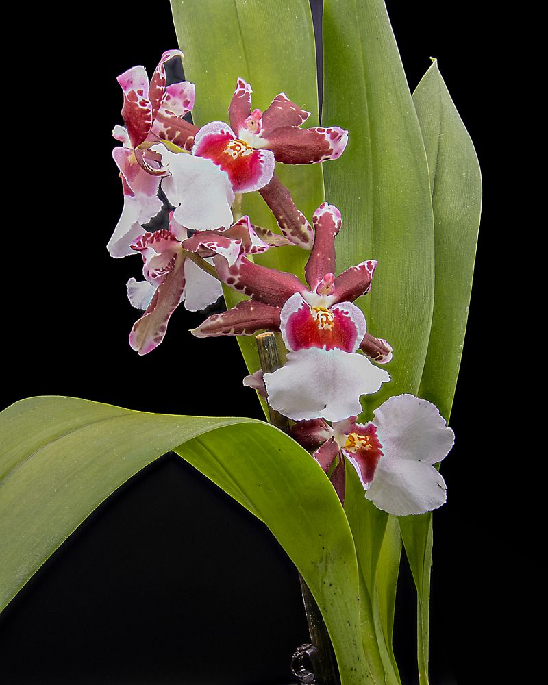 Orchidee Cambria 2020-12-15 