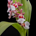 Orchidee Cambria 2020-12-15 