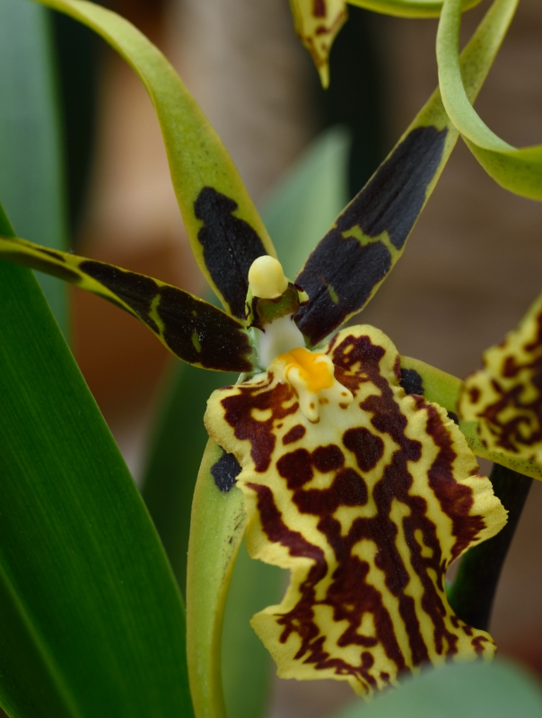 Orchidee Cambria sp.