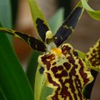 Orchidee Cambria sp.