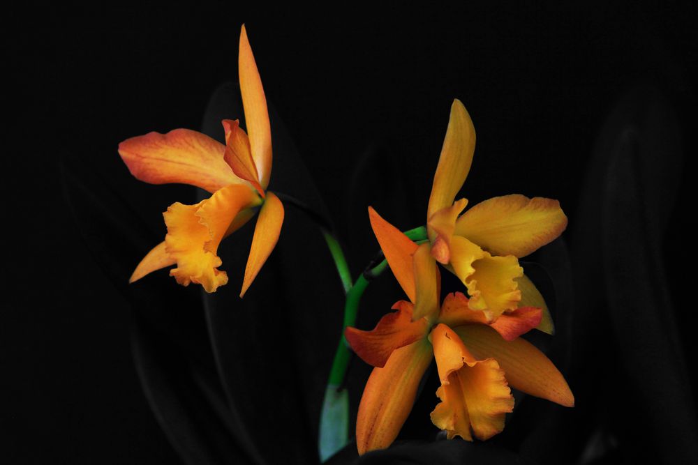 orchidee cattleya