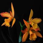 orchidee cattleya