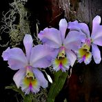 Orchidee Cattleya