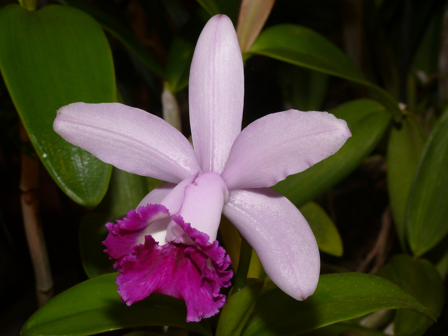 Orchidee: Cattleya intermedia