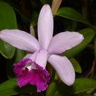 Orchidee: Cattleya intermedia