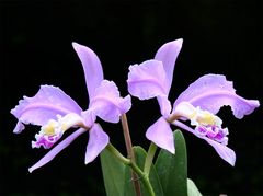 Orchidee