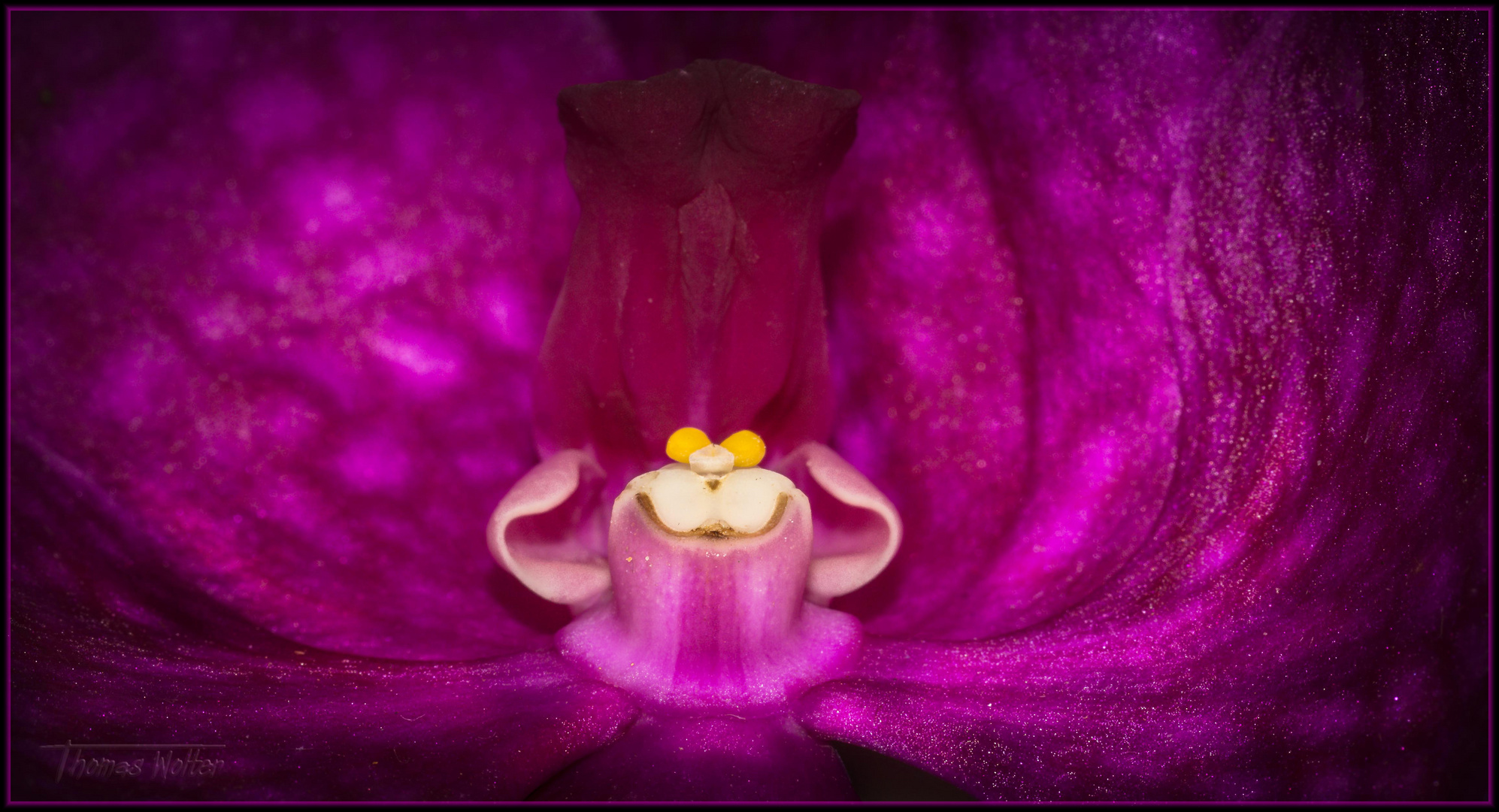 Orchidee