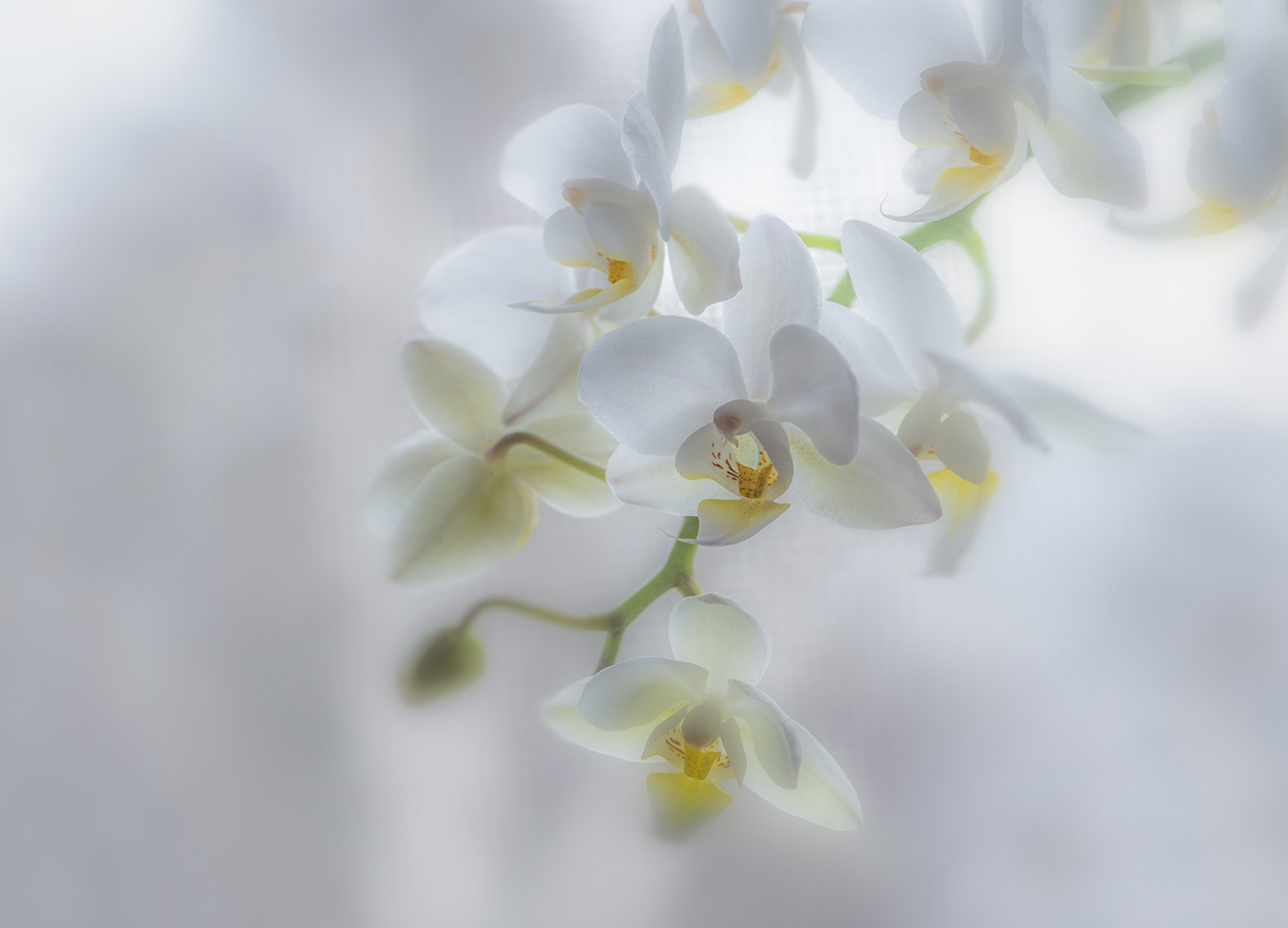 Orchidee