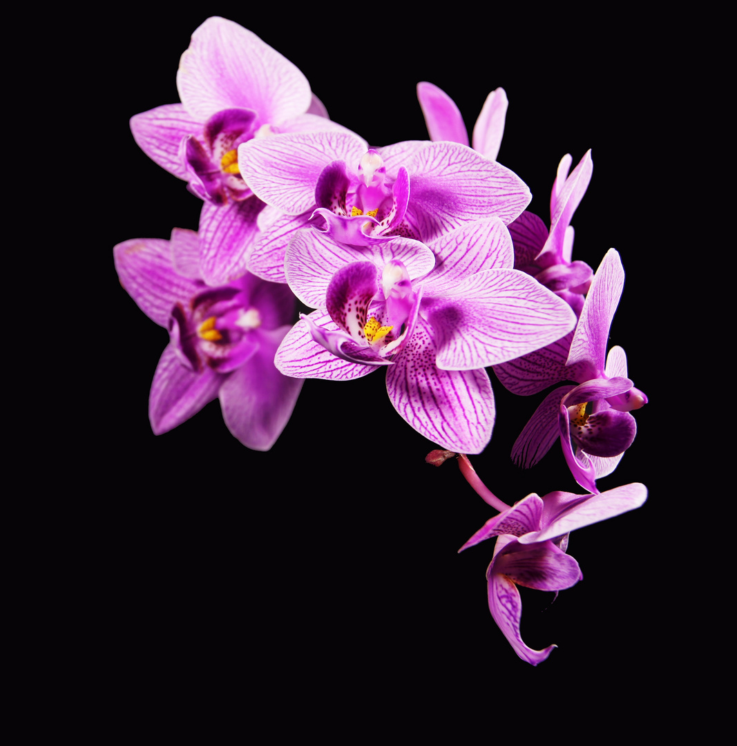 Orchidee