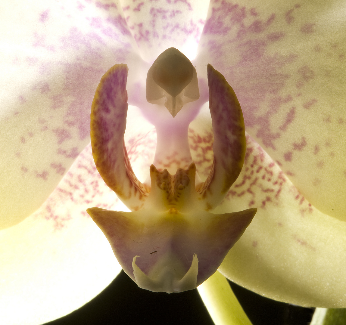 Orchidee