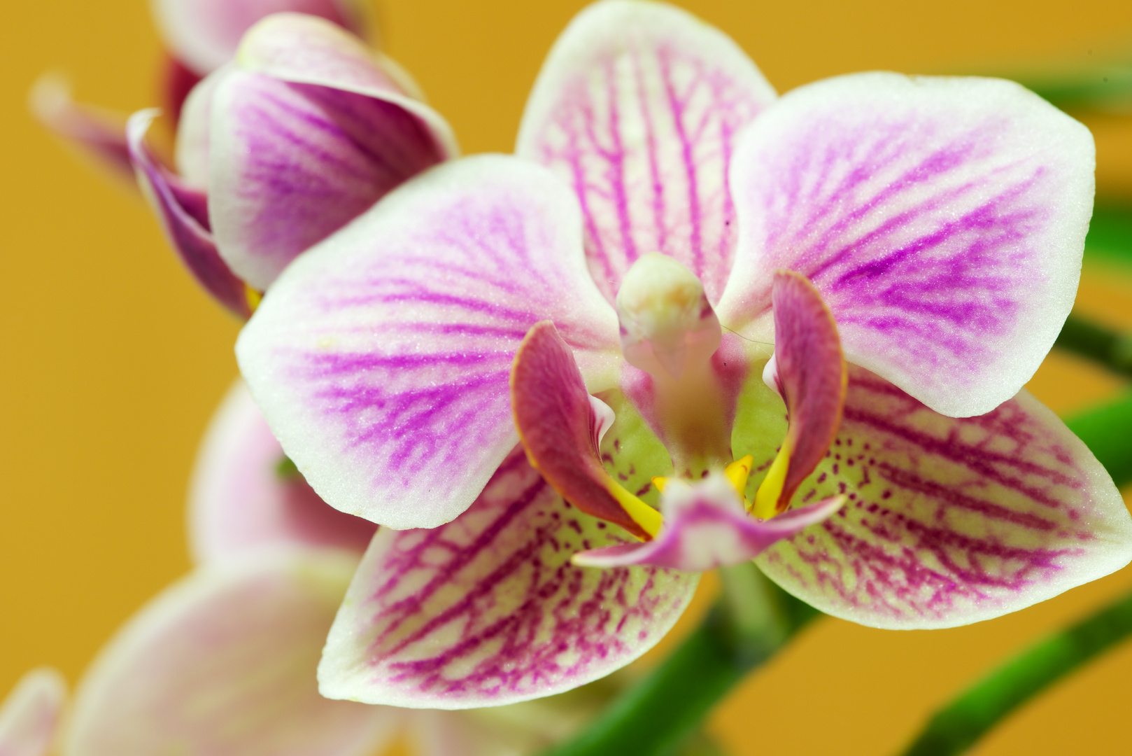 Orchidee