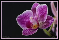 Orchidee