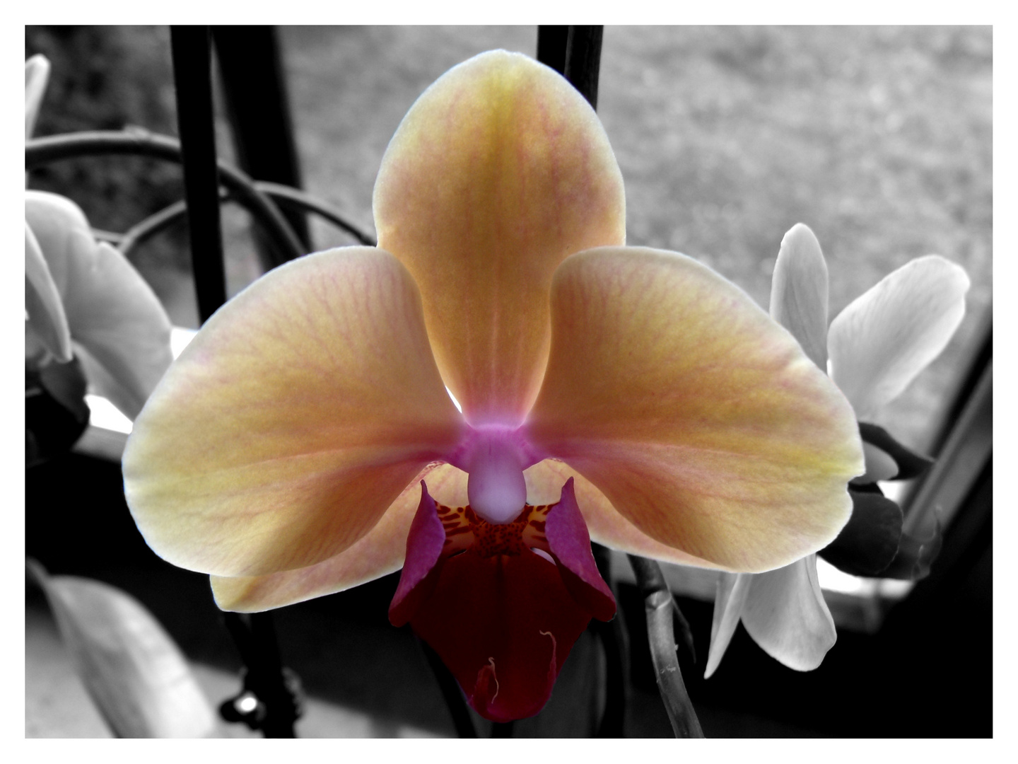 Orchidee