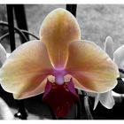 Orchidee