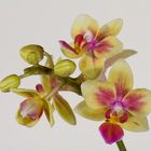 Orchidee