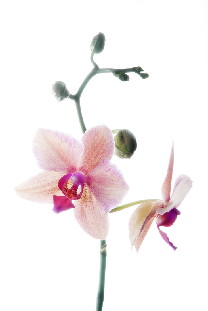 orchidee