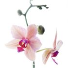 orchidee