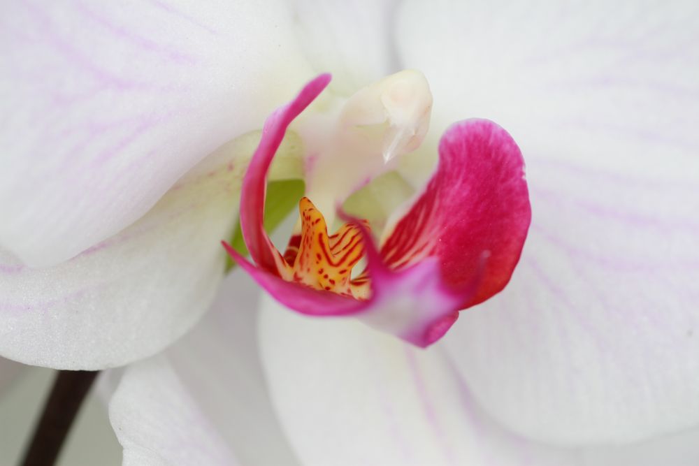 Orchidee