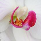 Orchidee