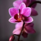 Orchidee