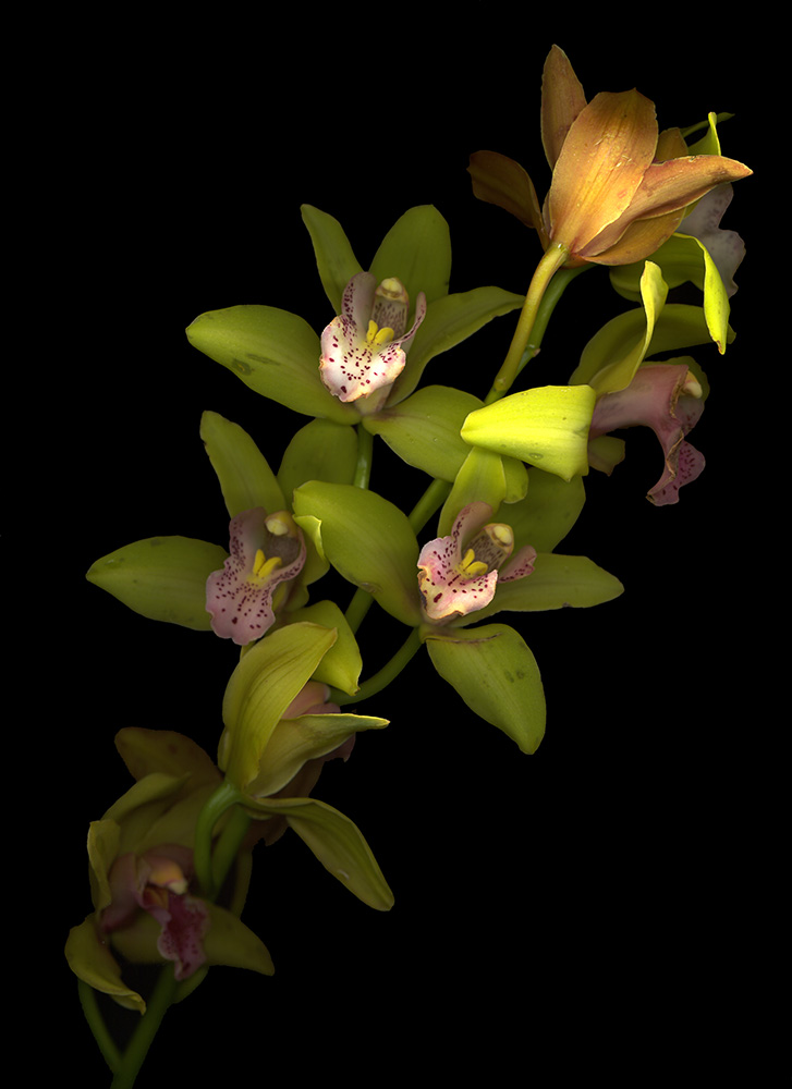 Orchidee