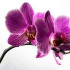 Orchidee