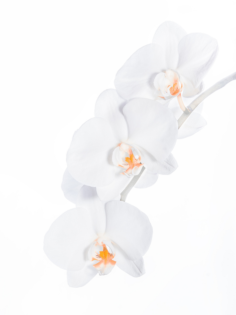 Orchidee