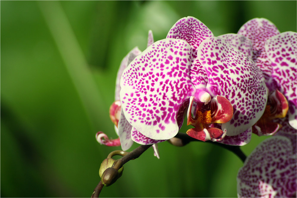 .orchidee.