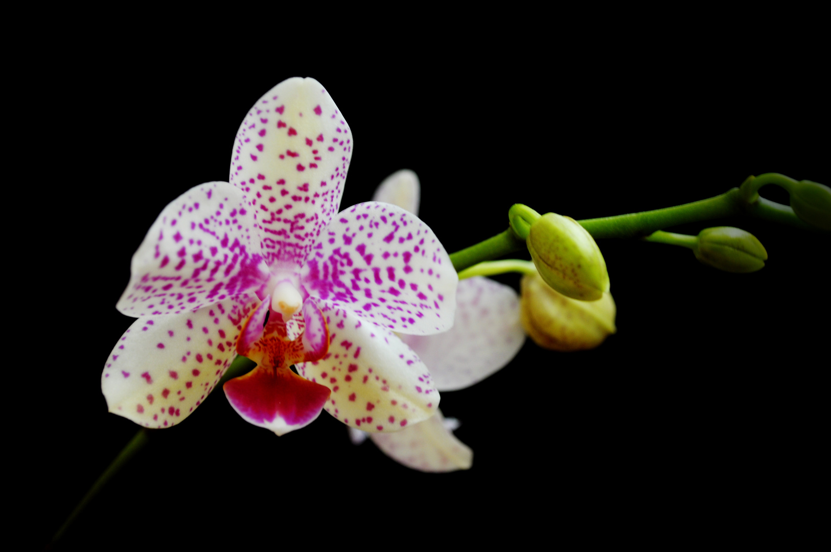 Orchidee