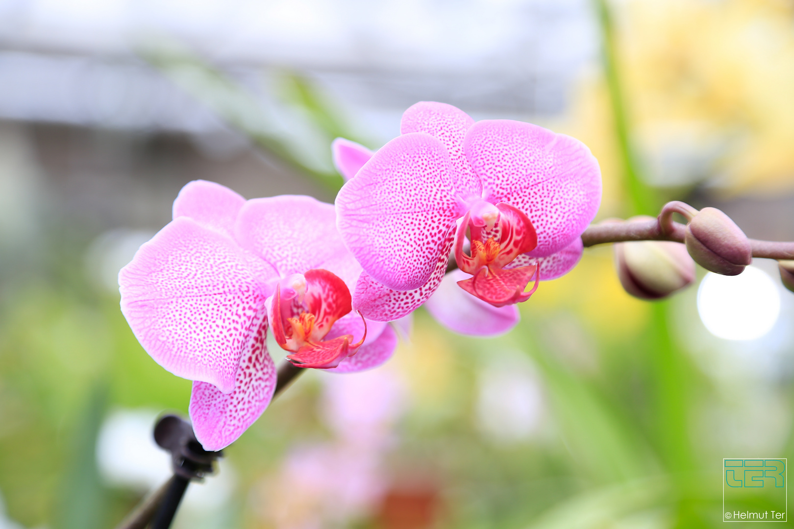 Orchidee