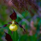 Orchidee - Cipripedium