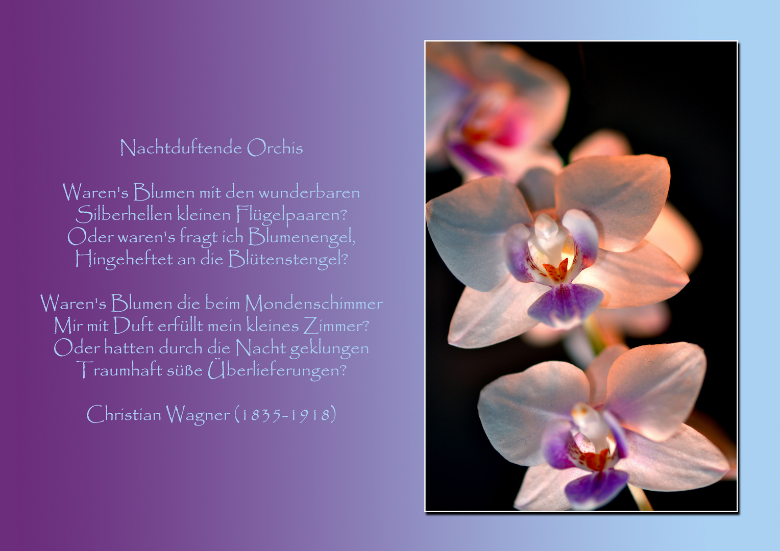 Orchidee Collage