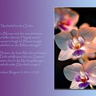 Orchidee Collage