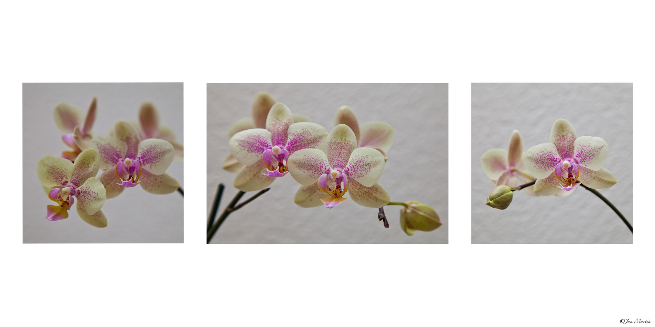 Orchidee-Collage