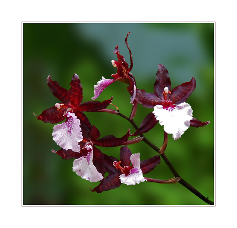 Orchidee -  Colmanara Massai