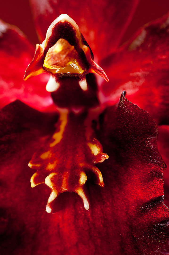 Orchidee: Colmanara Wildcat "Blut-Rubin"